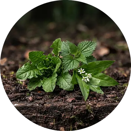 Ricerca delle Erbe Spontanee