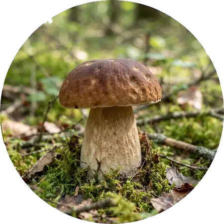 Ricerca dei Funghi