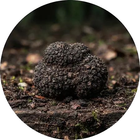 Ricerca del Tartufo