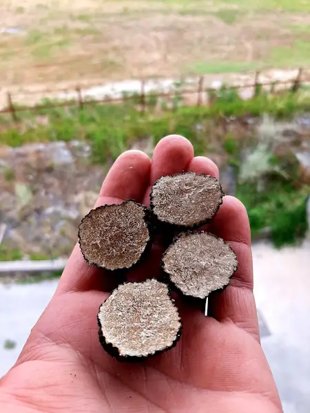 Tartufi in mano appena raccolti