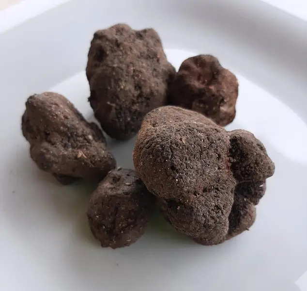Tartufi appena raccolti in un piatto bianco