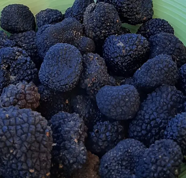 Tartufi risultanti dalla raccolta