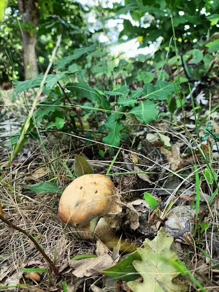 Esperienza di ricerca dei funghi